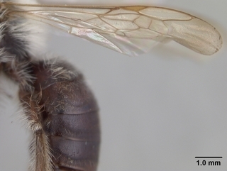Andrena mesillae, wing