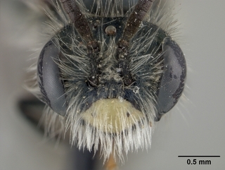 Andrena microchlora, face