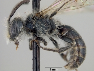 Andrena microchlora, side