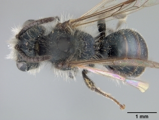 Andrena microchlora, top