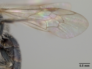 Andrena microchlora, wing