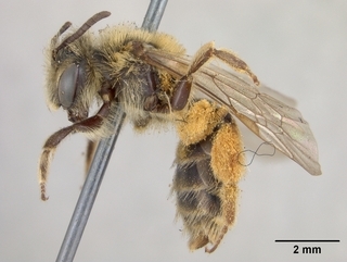 Andrena vierecki, side