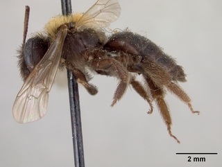 Andrena vierecki, side