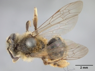 Andrena vierecki, top