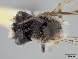 Andrena birtwelli, top