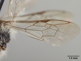 Andrena birtwelli, wing
