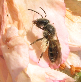 Andrena cornelli, on flower