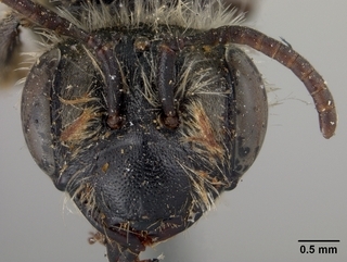 Andrena erythrogaster, face