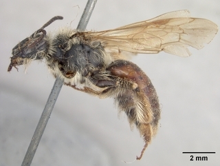 Andrena erythrogaster, side