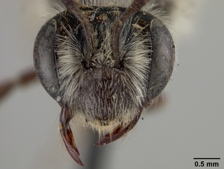Andrena montrosensis, face