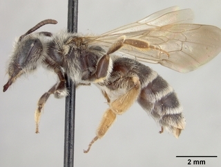 Andrena montrosensis, side