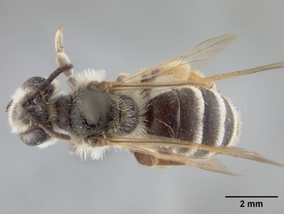 Andrena montrosensis, top