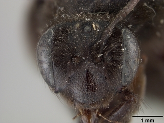 Andrena nigerrima, face