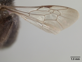 Andrena nigerrima, wing