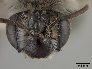 Andrena papagorum, face