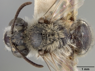 Andrena papagorum, top