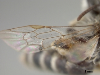 Andrena papagorum, wing