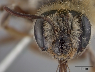 Andrena pecosana, face