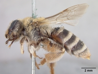 Andrena pecosana, side