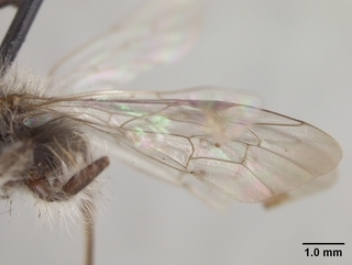 Andrena perarmata, wing
