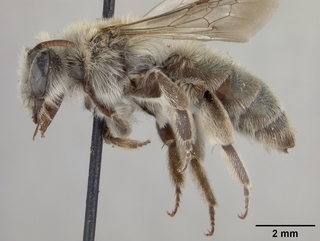 Andrena plumiscopa, side