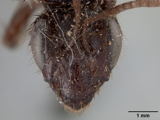 Andrena porterae, face
