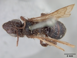Andrena porterae, top