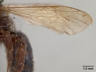 Andrena porterae, wing