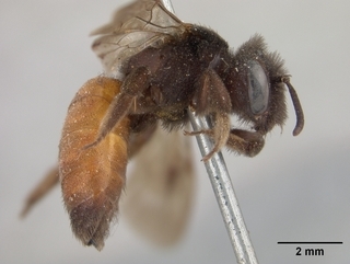 Andrena prima, side