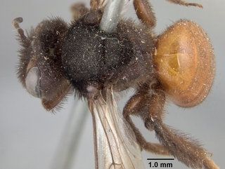 Andrena prima, top