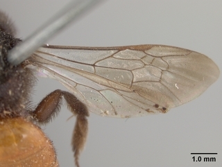 Andrena prima, wing