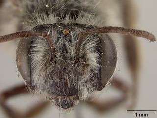 Andrena cryptanthae, female, face
