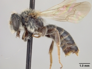 Andrena nigrae, side
