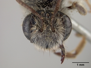 Andrena semipunctata, face