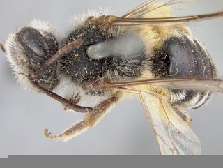 Andrena semipunctata, top