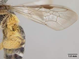 Andrena semipunctata, wing
