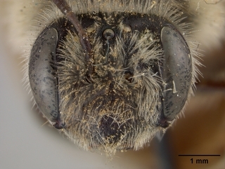 Andrena sitiliae, face