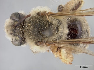 Andrena sitiliae, top