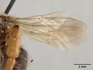 Andrena sitiliae, wing
