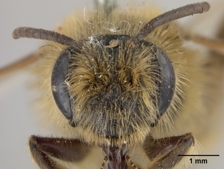 Andrena striatifrons, face