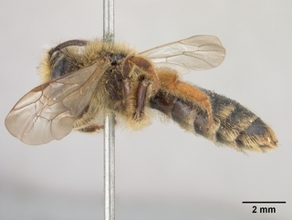 Andrena striatifrons, side