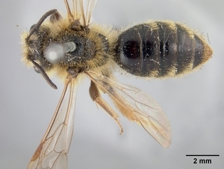 Andrena striatifrons, top