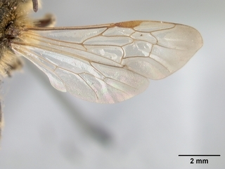 Andrena striatifrons, wing