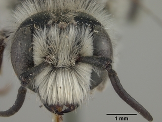Hoplitis biscutellae, male, face