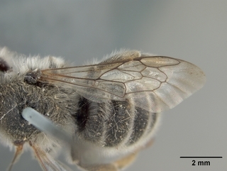 Hoplitis biscutellae, male, wing