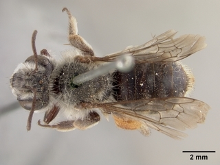 Andrena cryptanthae, female, top