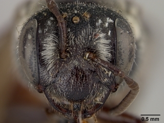 Andrena flaminea, female, face