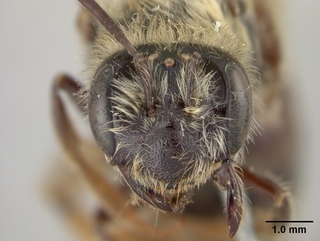 Andrena helianthi, female, face