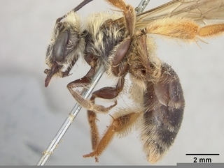 Andrena helianthi, female, side