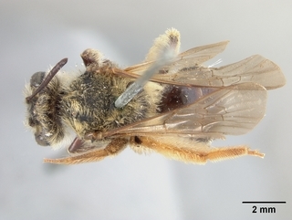 Andrena helianthi, female, top